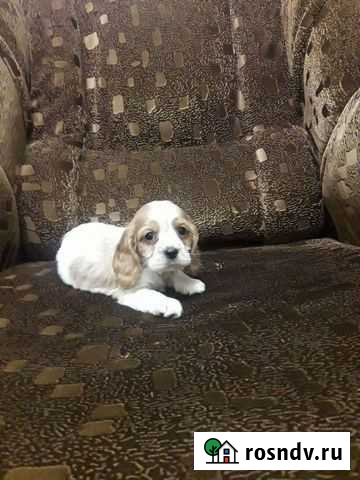 Алиментный щенок Кавалер Кинг Чарльз Спаниеля Челябинск - изображение 1