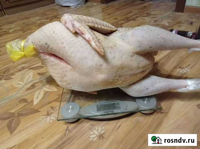 Мясо индейки Домашней Индоутки Старый Оскол - изображение 1