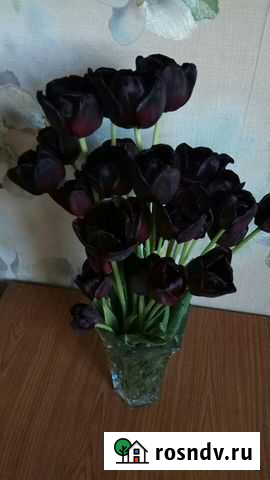 Луковицы весенних первоцветов Калининград - изображение 1