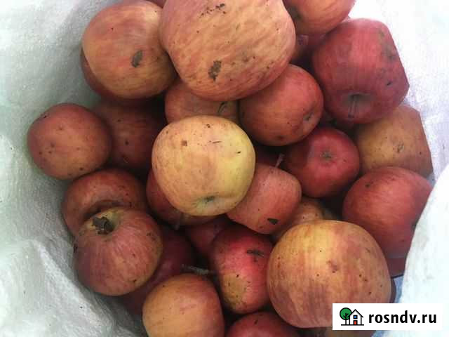 Яблоки Апшеронск - изображение 1