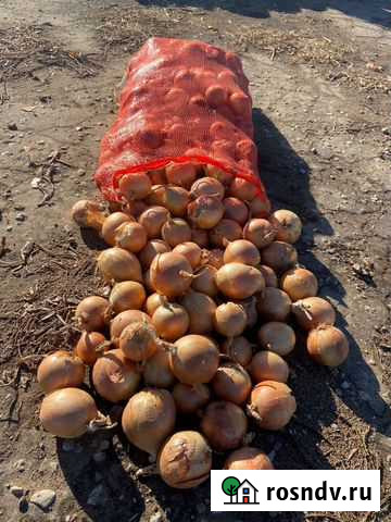 Лук манас на складе Никольское - изображение 1