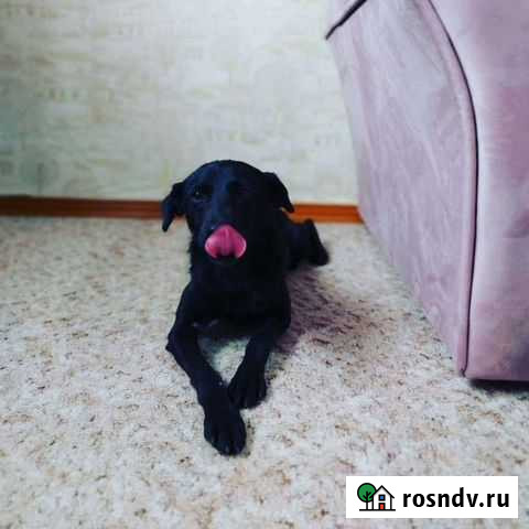 Домашняя собачка Матвеев-Курган - изображение 1