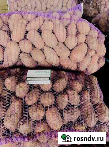 Картофель Елец - изображение 1