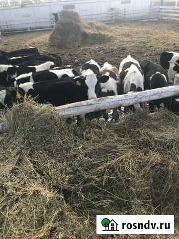 Телята и бычки Дюртюли - изображение 1