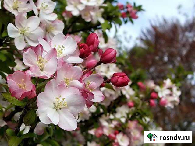 Участок СНТ, ДНП 3 сот. на продажу в Сарапуле Сарапул - изображение 1