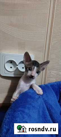 Корниш-рекс Ртищево - изображение 1