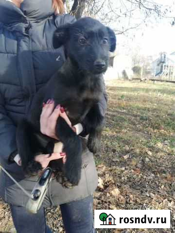 Щенок Железногорск - изображение 1