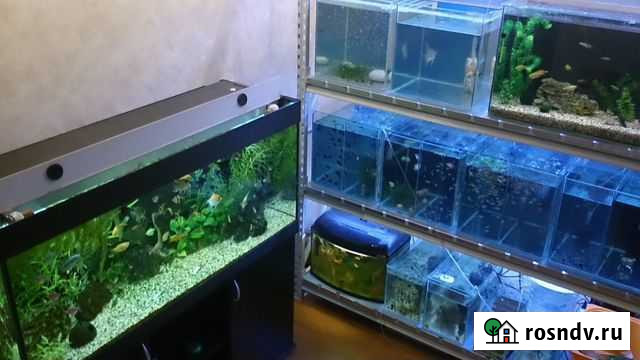 Аквариумные рыбки собственного разведения Ханты-Мансийск - изображение 1
