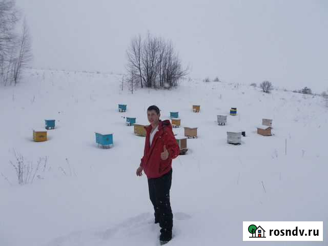 Пчелиные семьи Казань - изображение 1