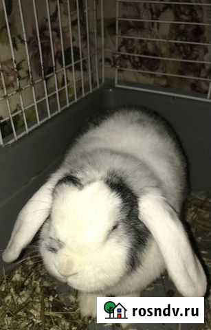 Продам вислоухого, декоративного кролика, вместе с Электросталь - изображение 1