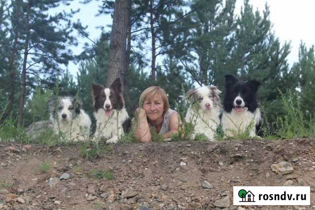 Дрессировка собак всех пород Чита - изображение 1