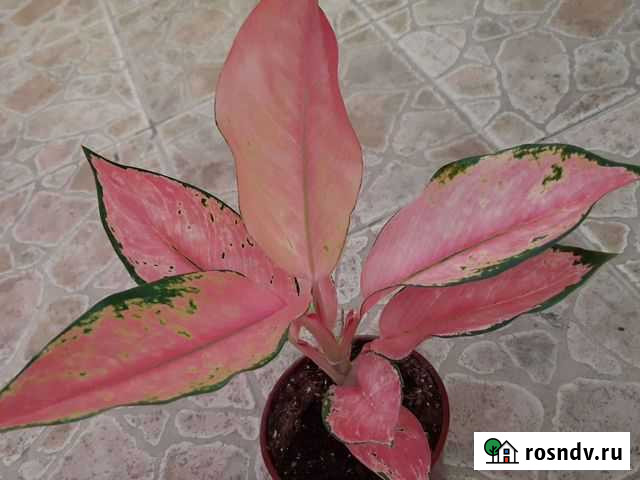Аглаонема Кочин ОРозе,Споттед стар Санкт-Петербург - изображение 1