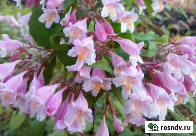 Кольквиция прелестная Новобейсугская - изображение 1