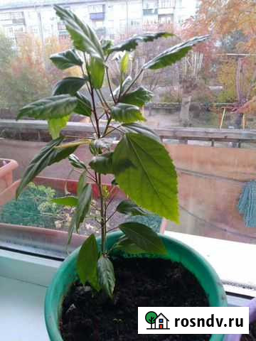 Гибискус Курган - изображение 1