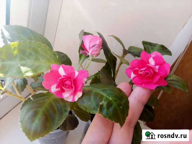 Бальзамин Оренбург - изображение 1