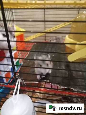 Джунгарский хомяк Клин - изображение 1