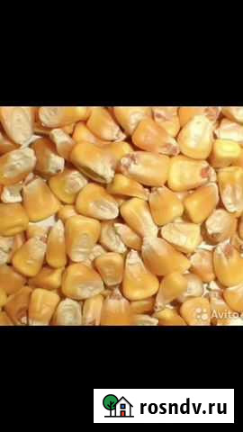 Кукуруза фуражная Эркин-Шахар - изображение 1