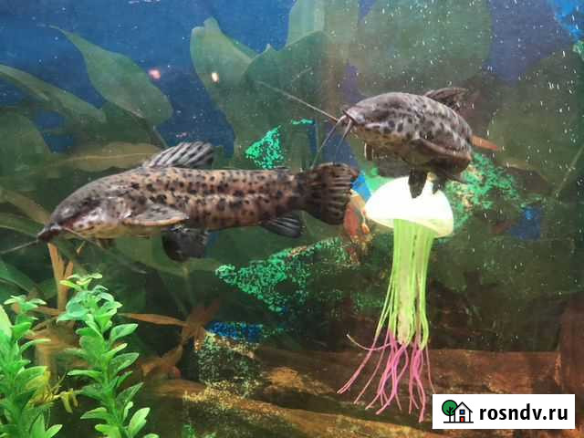 Сомики Таракатум, светящийся декор медуза и Крылат Набережные Челны - изображение 1