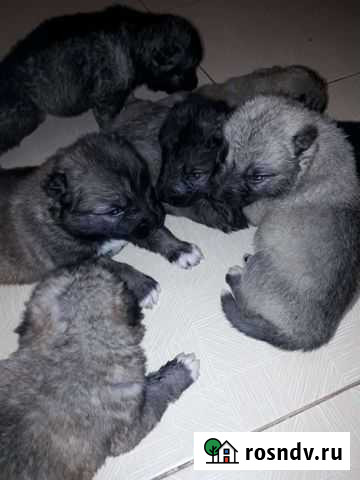 Щенки кавказской овчарки бесплатно Нурлат - изображение 1