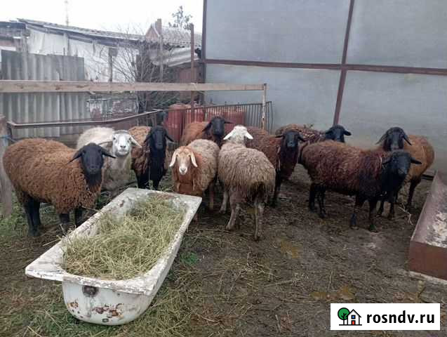Овцы бараны ягнята Сальск - изображение 1