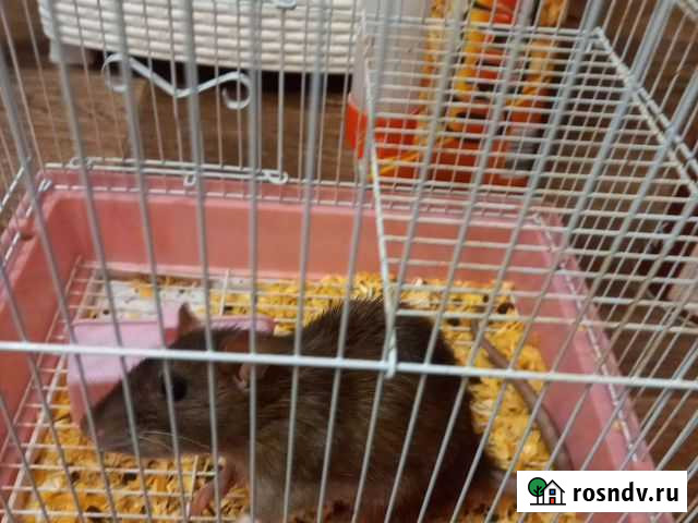 Крыса бесплатно Новочеркасск - изображение 1