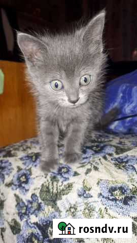 Милая кошечка Приютное - изображение 1