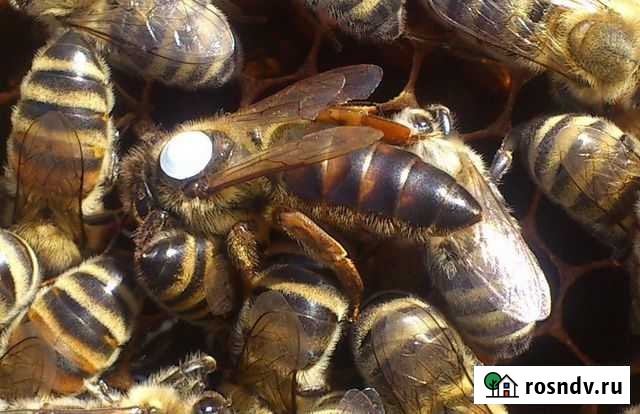 Пчёлы.Пчеломатки плодные. Карпатка и Карника 2022г Красноярск - изображение 1