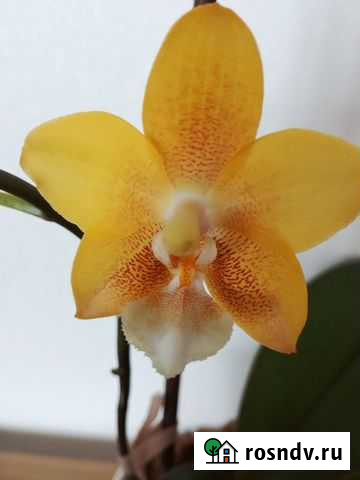 Орхидея желтый шоколад/Yellow Chocolate ароматная Верхняя Пышма - изображение 1
