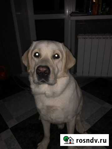 Вязка Лабрадора (кобель) Йошкар-Ола - изображение 1