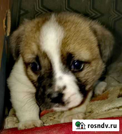 Щенки умной собаки Славянск-на-Кубани - изображение 1