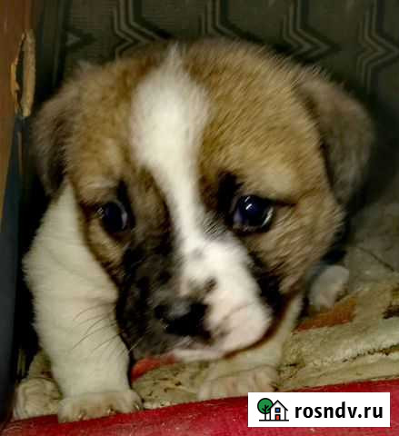 Щенки умной собаки Славянск-на-Кубани - изображение 1