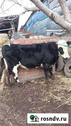 Крс любой Белая Глина - изображение 1