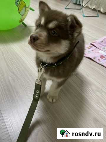 Сибирский хаски Дюртюли - изображение 1