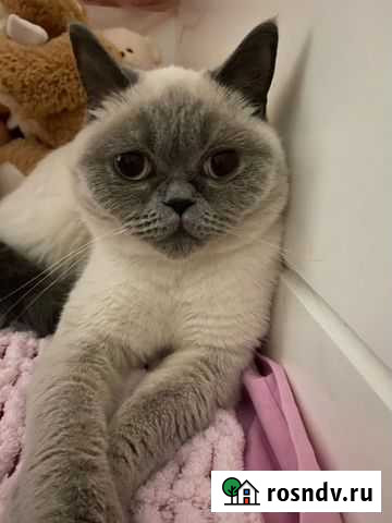 Британская кошка Гурьевск - изображение 1