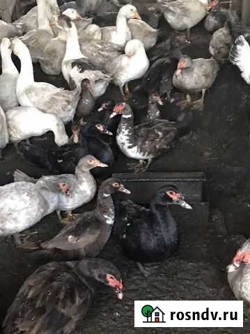 Утки Староминская - изображение 1