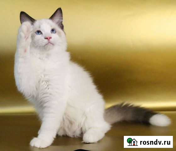 Рэгдолл мальчик Москва - изображение 1