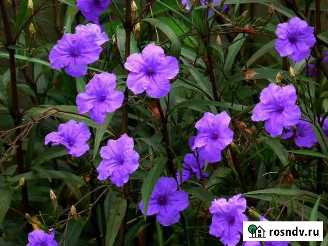 Руэллия Москва - изображение 1