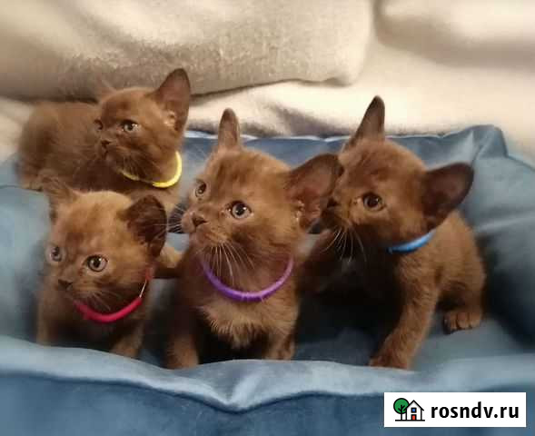 Бурманские котята Москва - изображение 1