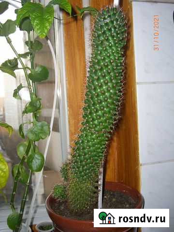 Кактусы, фикус Бенджамина Москва - изображение 1