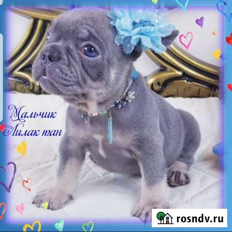 Лиловый мальчик Москва - изображение 1