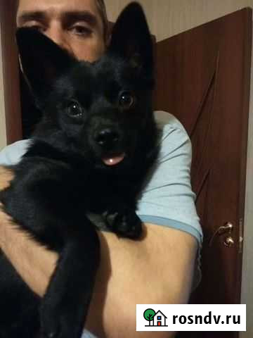 Собаки щенки Москва - изображение 1