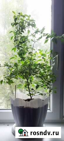 Комнатные растения цветы Астрахань - изображение 1