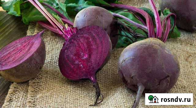 Свекла Краснокамск - изображение 1