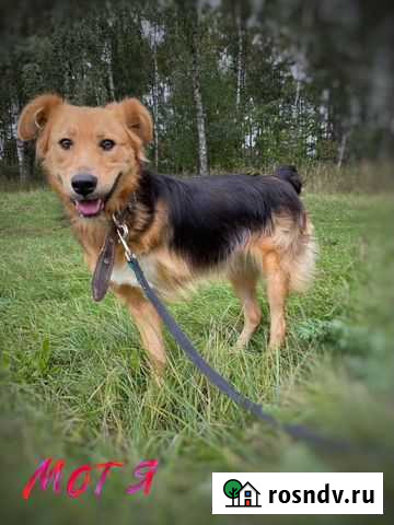 Нежная молодая собака инвалид из приюта Москва - изображение 1