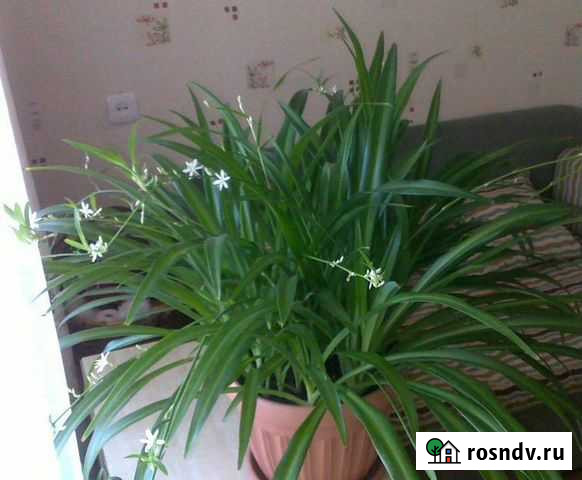 Хлорофитум капский Самара - изображение 1