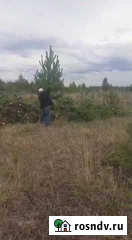 Сосна Опт Омск - изображение 1