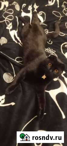 Вязка кот чёрный, уши сломаны Клинцы - изображение 1