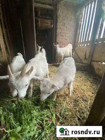 Продаются козы, козлята и коз.молоко Аксай - изображение 1