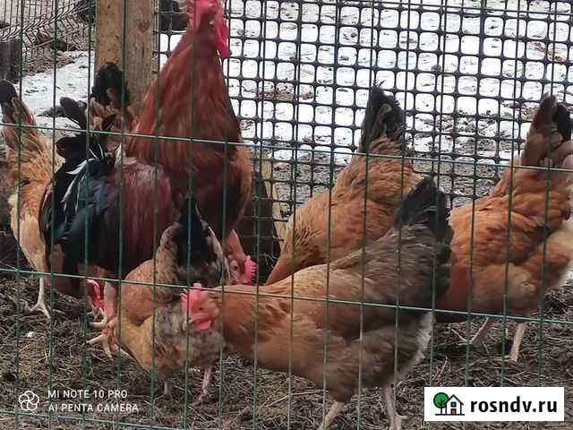 Кучинская юбилейная Толмачево - изображение 1