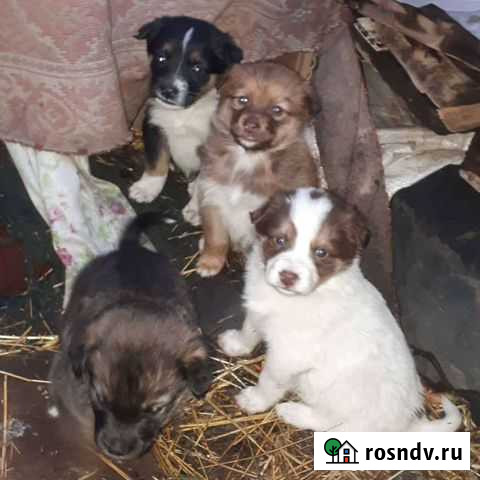 Щенки 1,5 месяца с доставкой Омск - изображение 1